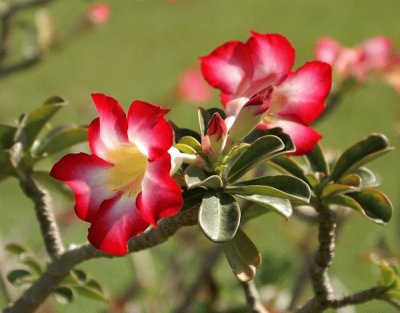 Adenium