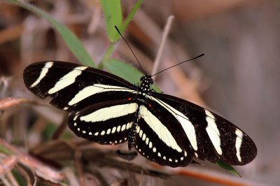 Heliconius charitonia