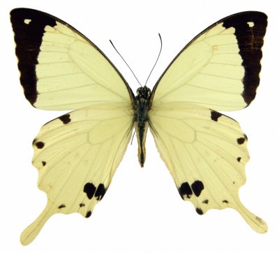 Papilio dardanus