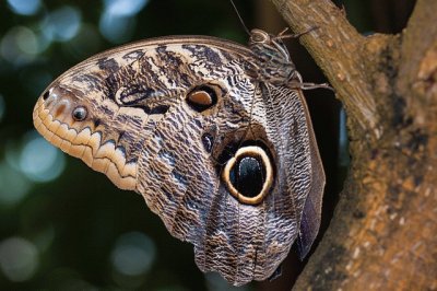 Caligo eurilochus