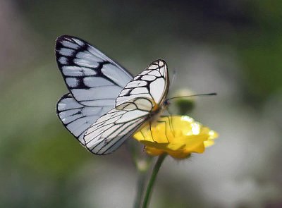 Aporia leucodice