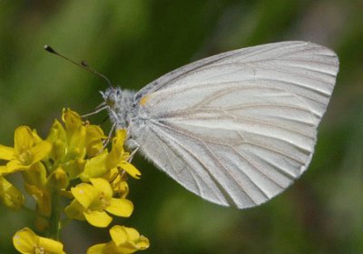 Pieris virginensis