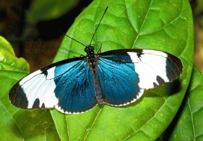 Heliconius sapho