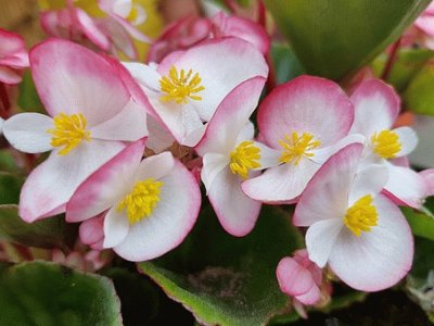 Flor de BegÃ´nia