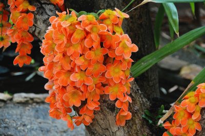 OrquÃ­dea Dendrobium