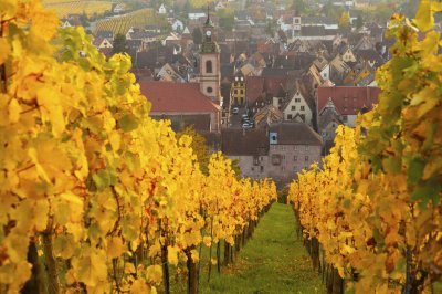 Alsacia y viÃ±edos en otoÃ±o