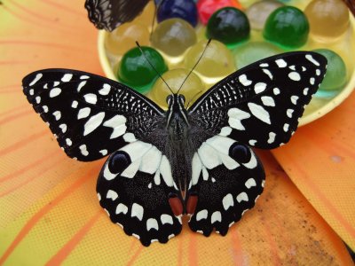 Papilio demoleus