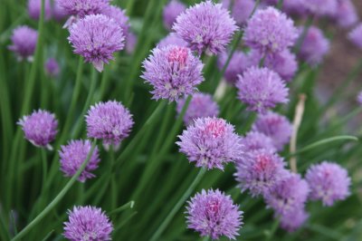 Allium