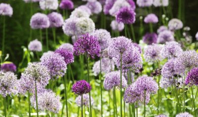 Allium