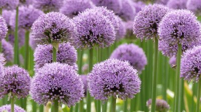 Allium