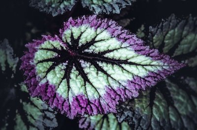 Begonia Prata