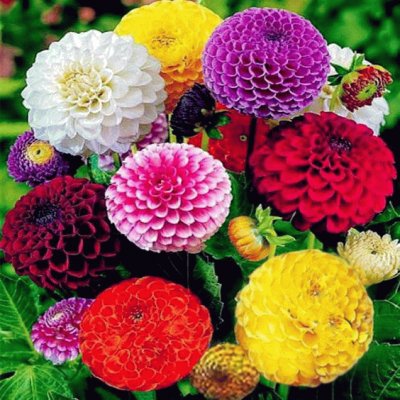 Colorful Dahlia 's