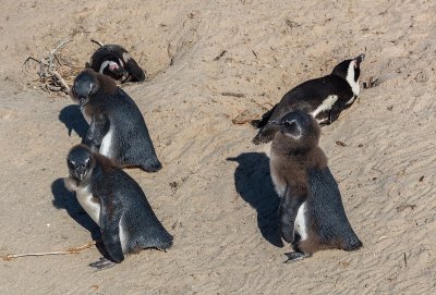 Pinguino dai piedi neri