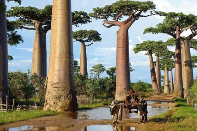 baobabs