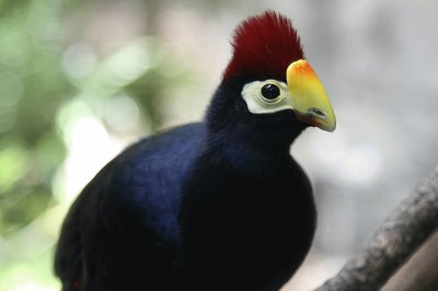 Turaco violetto