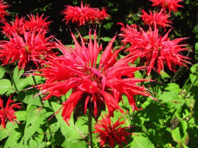 Monarde