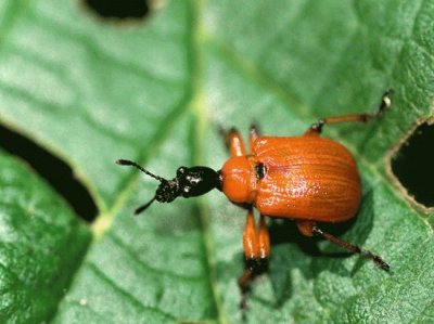 Balanino del nocciolo