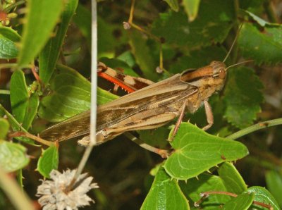 Cavalletta zamperosse