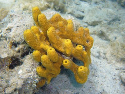 Porifera