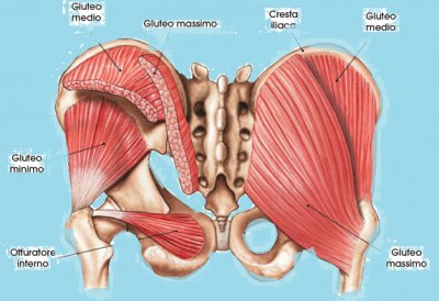 pelvis