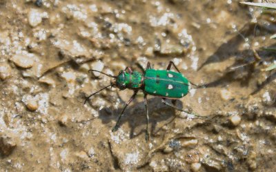 Cicindela campestre