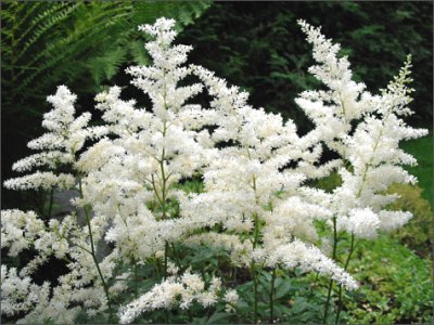 Astilbe