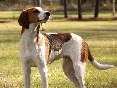 Treeing walker coonhound