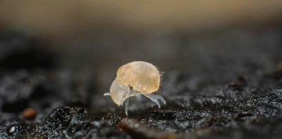 Collembola