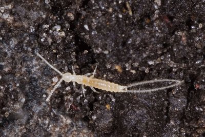 Diplura