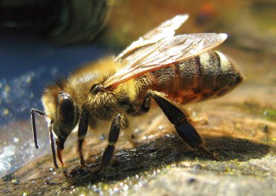 Drinking bee