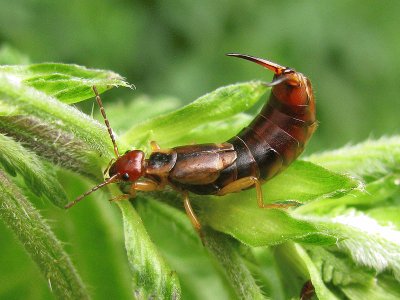 Forficula auricularia