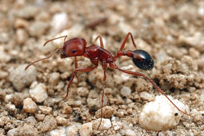 Formica maricopa