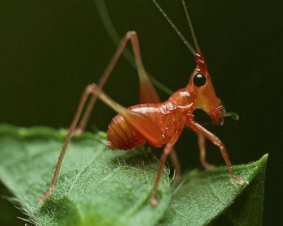 Grillo rosso