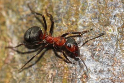 Formica rossa