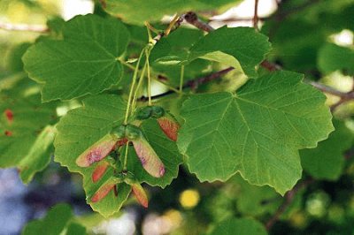 Fruits d 'Ã¨rable