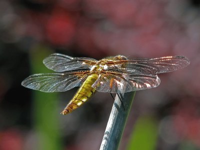 Libellula