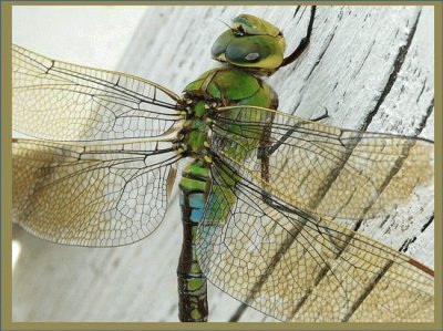 Libellula imperiale