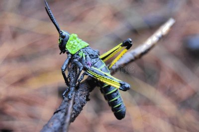 Locusta africana