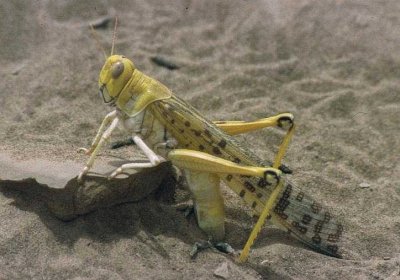 Locusta del deserto