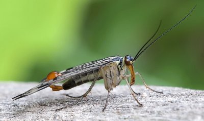 Mecoptera