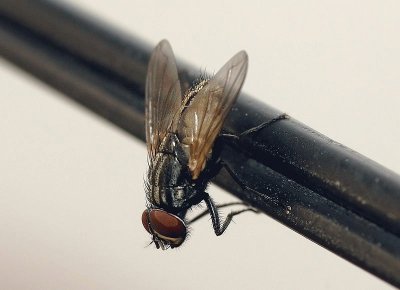 Mosca domestica