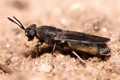 Mosca del soldato nera