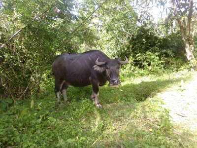 Carabao