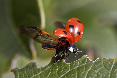 Scarabeo coccinella