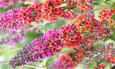 Buddleia