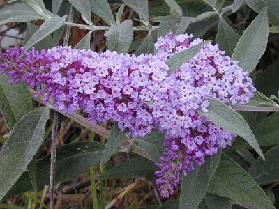 Buddleia