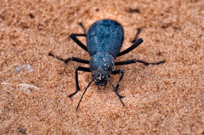 Scarabeo del deserto