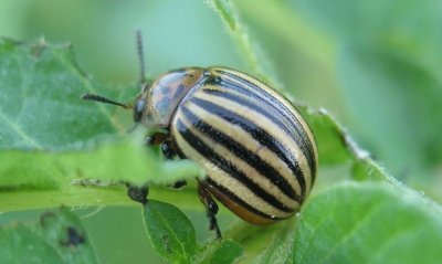 Scarabeo dorifera