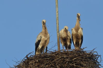 Trio