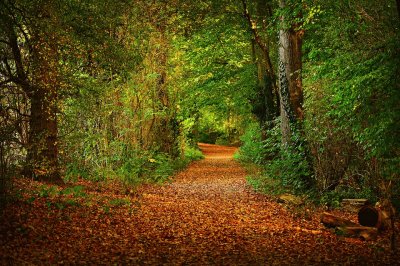 Caminho da Floresta